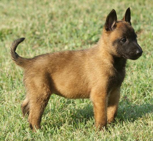 Belgian Shepherd Malinois Puppy