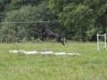 IMG 6253 medium