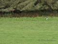 IMG 9221
