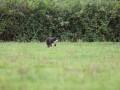 IMG 6098 medium