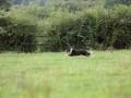 IMG 6195 medium